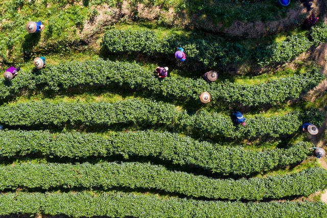 茶叶 清明  湘西  保靖  