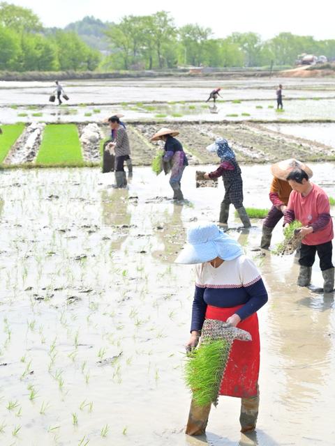 春耕  春插  抛秧  插秧  粮食生产  丰收