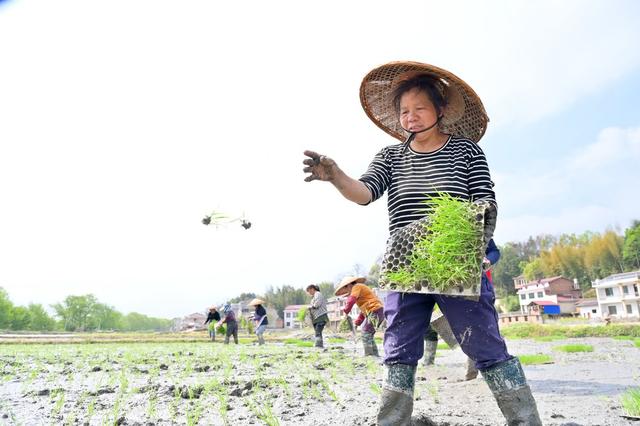 春耕  春插  抛秧  插秧  粮食生产  丰收