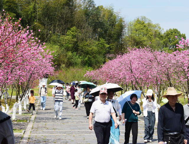 旅游  景区  桃花源  桃林花海  愉快周末