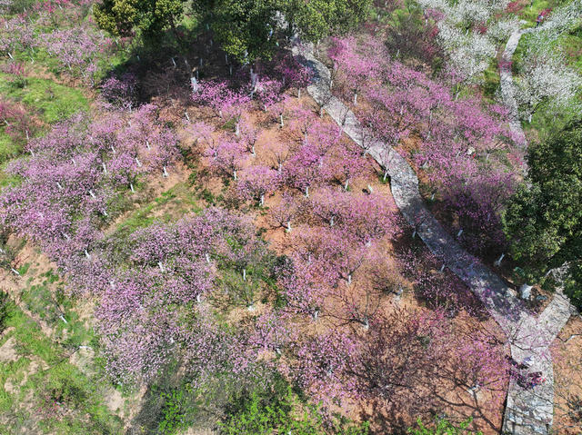 旅游  景区  桃花源  桃林花海  愉快周末