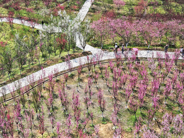 旅游  景区  桃花源  桃林花海  愉快周末