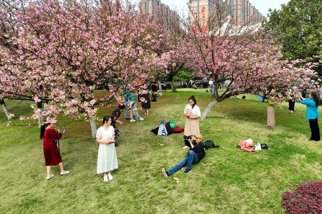 春光 樱花 大学 校园 美景