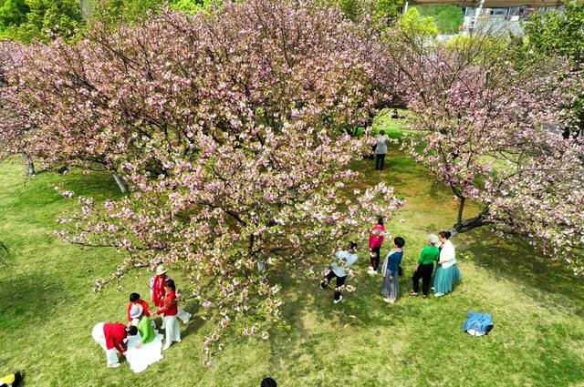 春光 樱花 大学 校园 美景