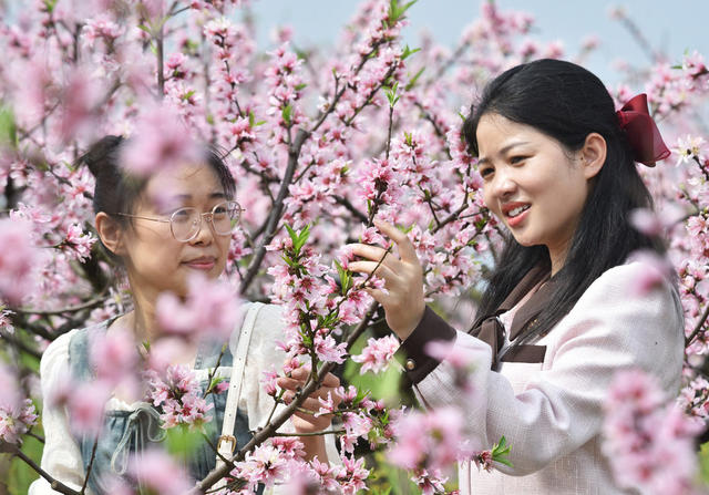 嘉禾：桃花绽放迎客来