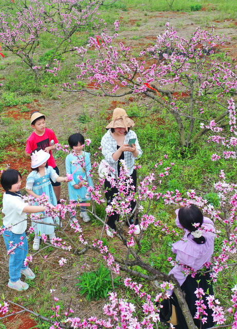 嘉禾：桃花绽放迎客来