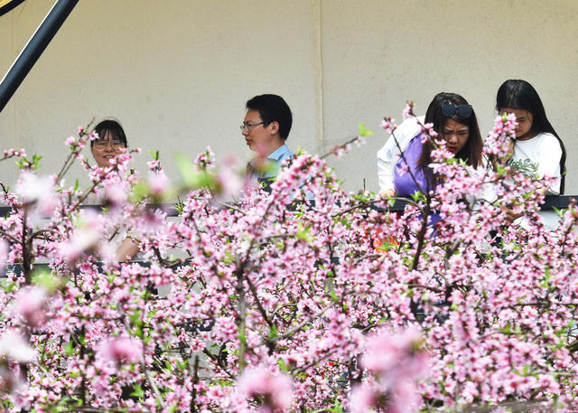嘉禾：桃花绽放迎客来