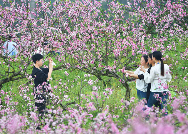 嘉禾：桃花绽放迎客来