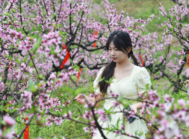 嘉禾：桃花绽放迎客来