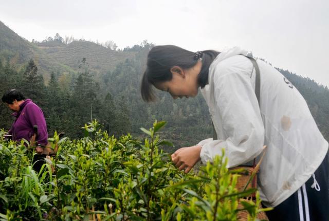 茶园 新宁 茶农 采摘