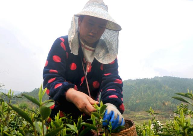 茶园 新宁 茶农 采摘