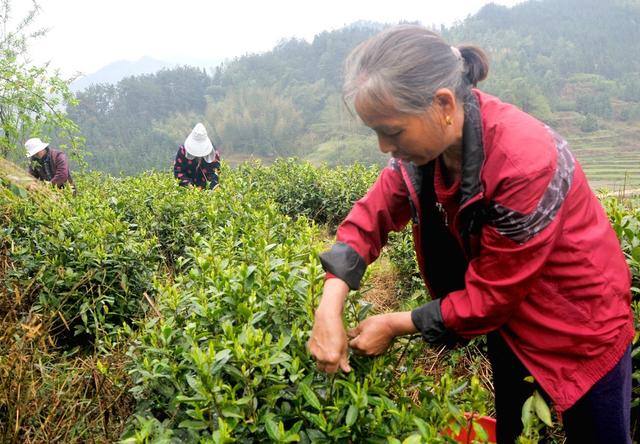 茶园 新宁 茶农 采摘