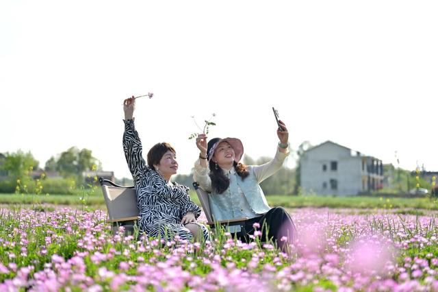 有机肥  紫云英  花  乡村振兴  观光  产业