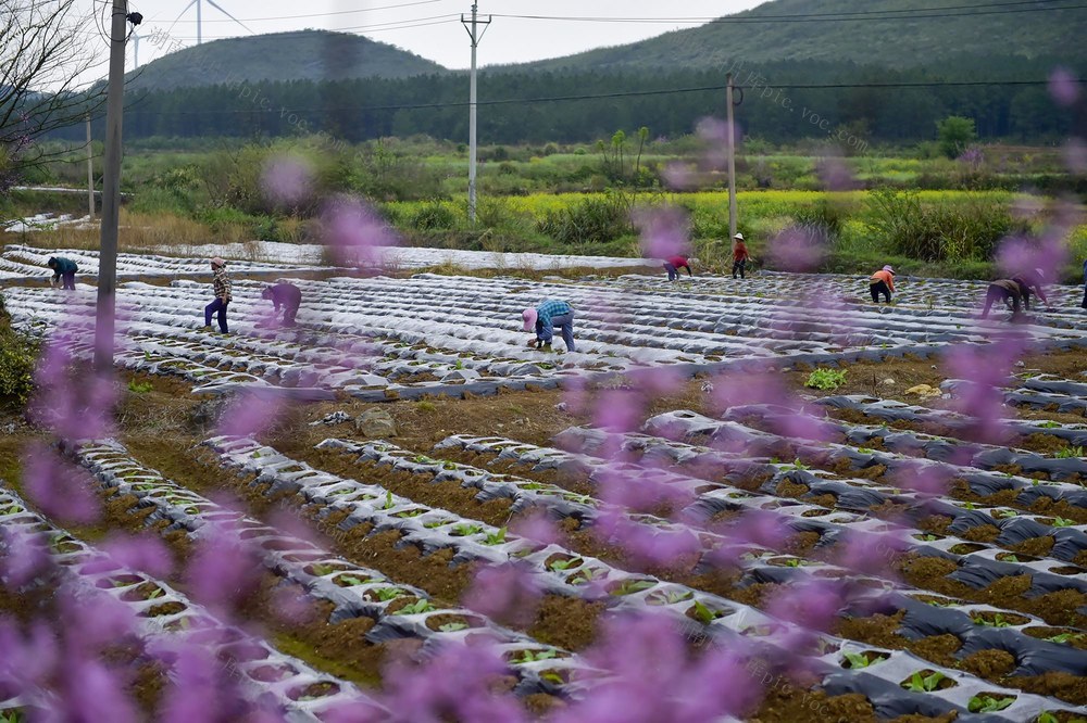 江永县   春耕生产  农事