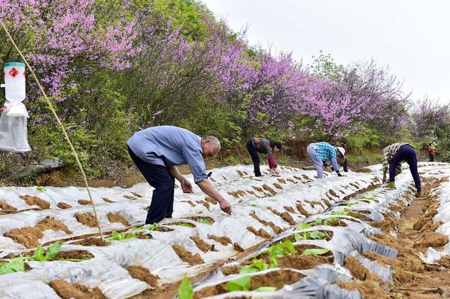 江永县   春耕生产  农事