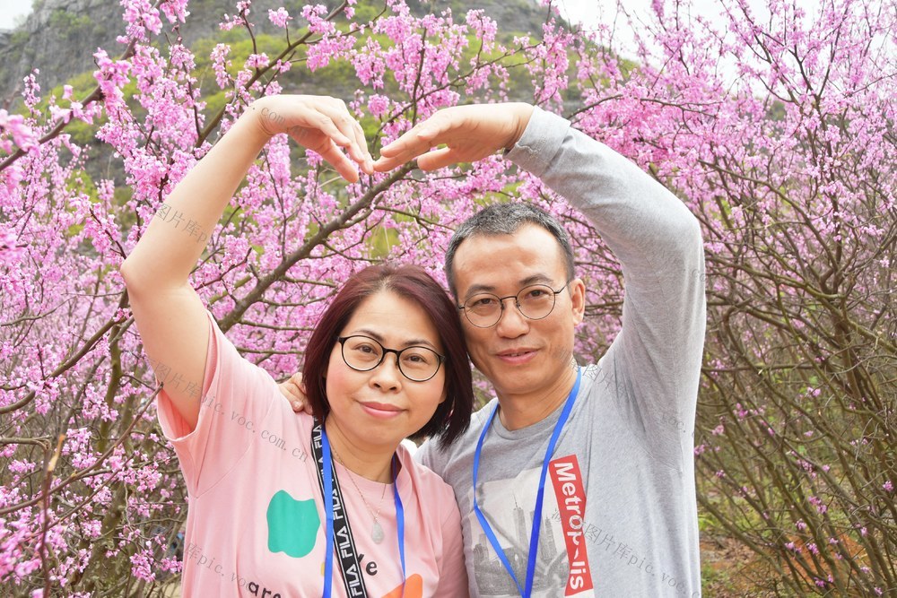  万亩野生紫荆花开醉游人