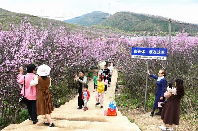  万亩野生紫荆花开醉游人
