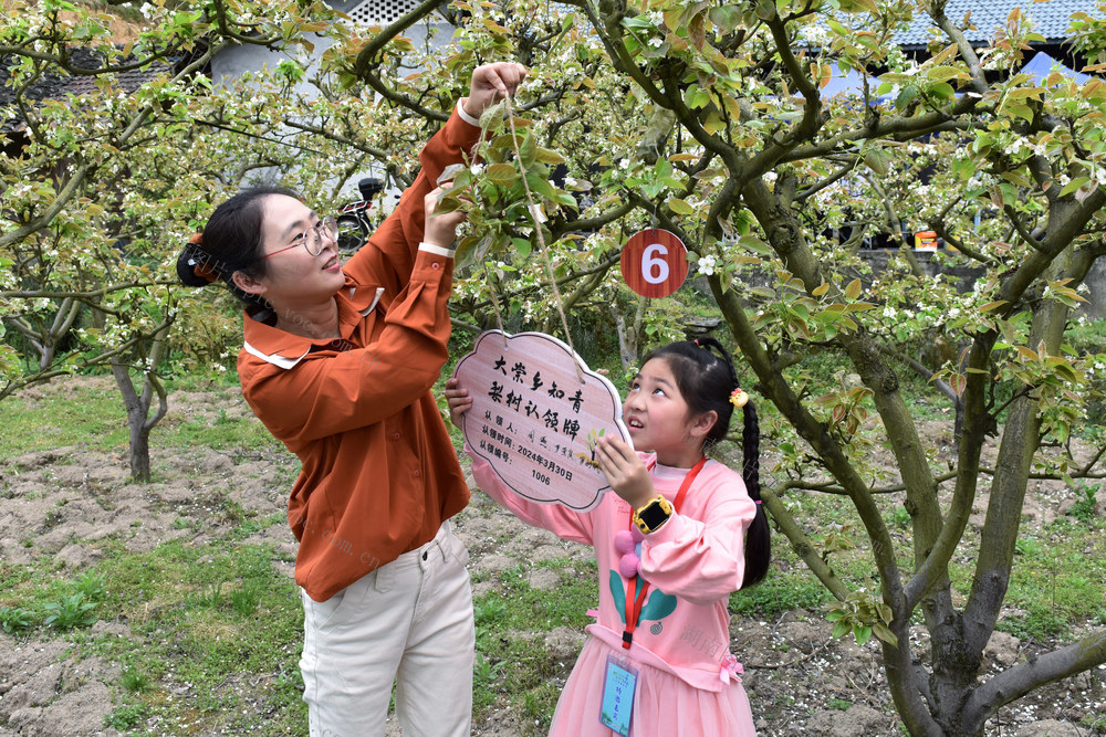 春天里，认领“一棵树”