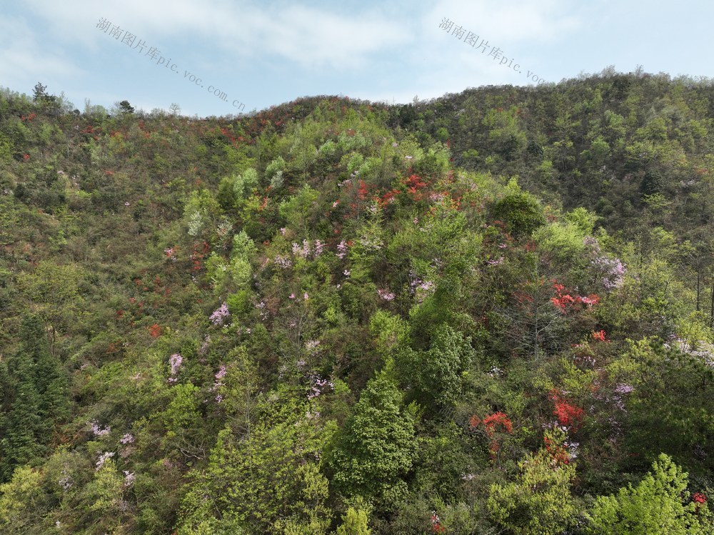 山花烂漫，杜鹃