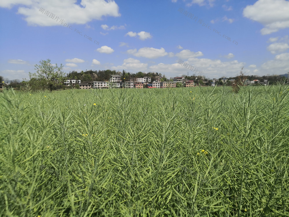 “油稻”轮作  农民增收  溆浦