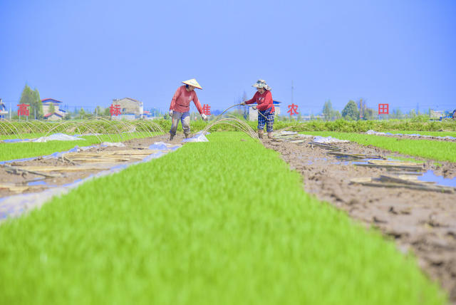 农业
水稻
早稻
育秧
秧苗
春管
春耕
经济
农户
村民
