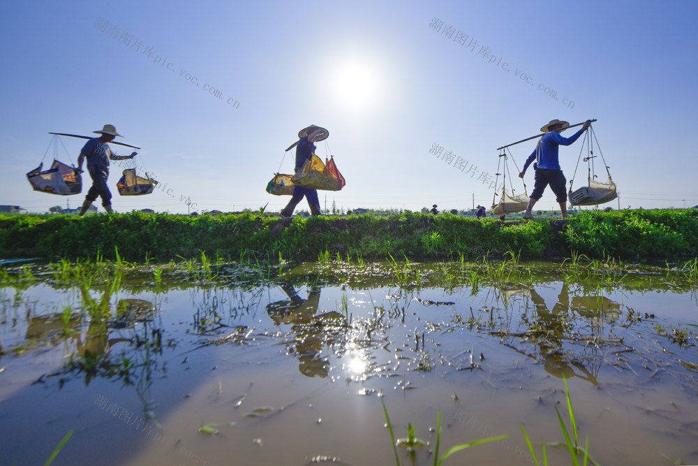 农业
水稻
早稻
育秧
秧苗
春管
春耕
经济
农户
村民
