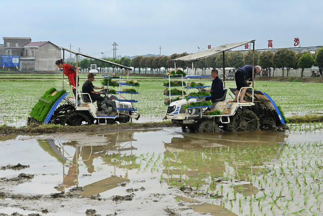 机插秧 农业  春耕春插 早稻插秧  忙农事 农民 粮食生产 农机作业 合作社   秧苗
