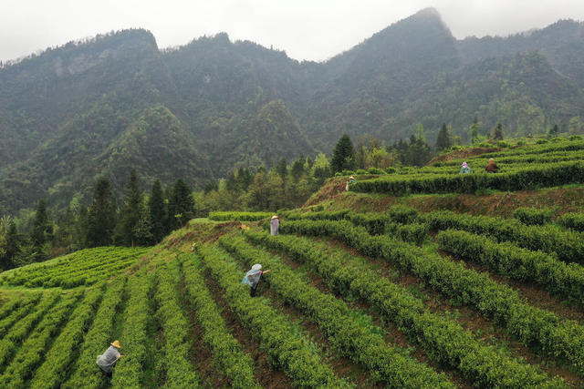 湖南，湘西，茶园，茶叶，采摘，明前茶