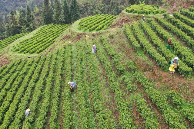 湖南，湘西，茶园，茶叶，采摘，明前茶