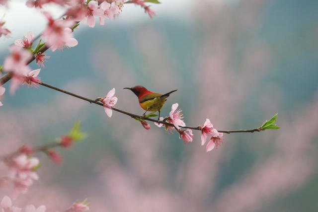 湖南，湘西，桃花，小鸟，