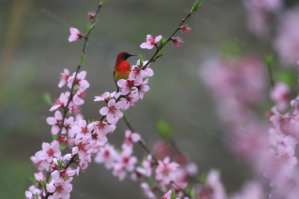 湖南，湘西，桃花，小鸟，