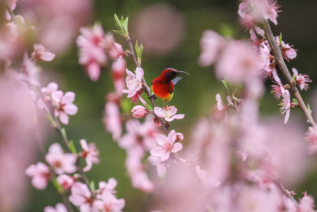 湖南，湘西，桃花，小鸟，