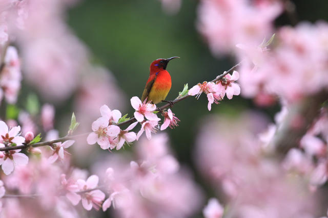 湖南，湘西，桃花，小鸟，