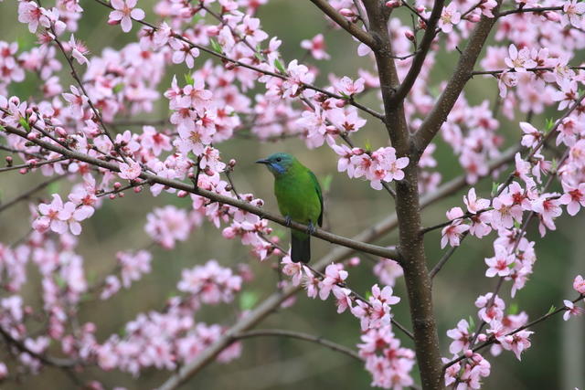 湖南，湘西，桃花，小鸟，