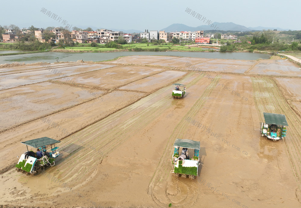 春耕
春插
粮食
生产
道县
