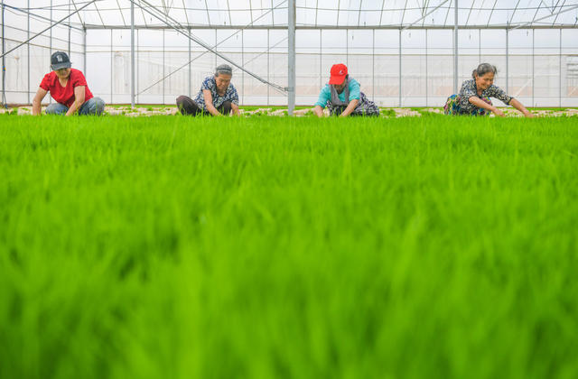 春耕
春插
粮食
生产
道县
