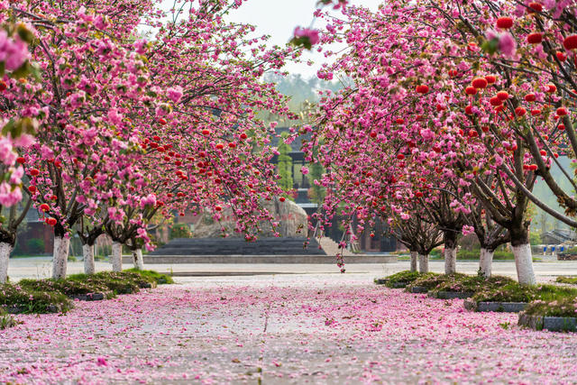 樱花 春天 春色 春季 风光 风景 背景 自然风光 粉色 红灯笼 灯笼 旅行 旅游 花朵 花海 粉色樱花 樱花树 自然 树 生长 红色 枝 植物 自然美 特写