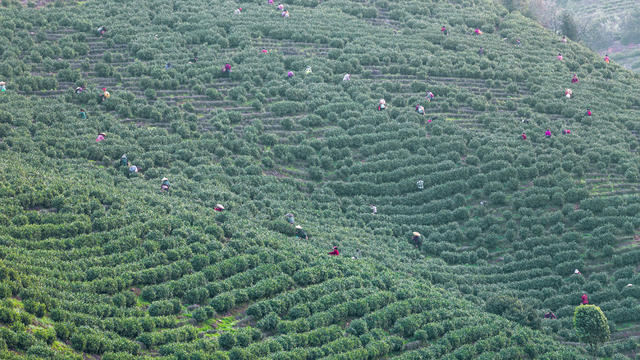白茶  清明  采茶  