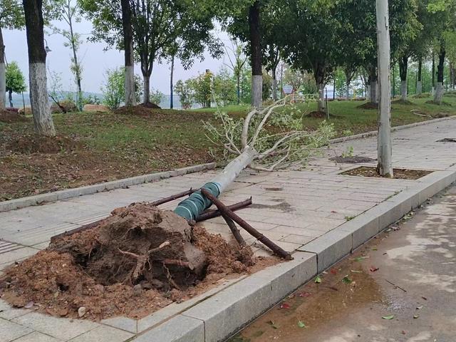 强对流  大风  暴雨  树 