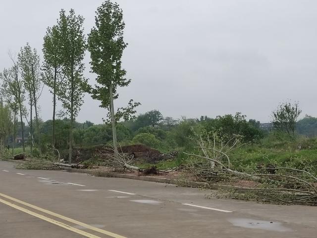 强对流  大风  暴雨  树 