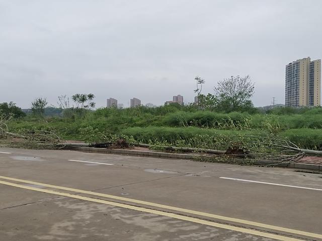 强对流  大风  暴雨  树 