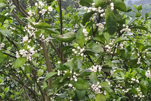 橘花 清明 踏青