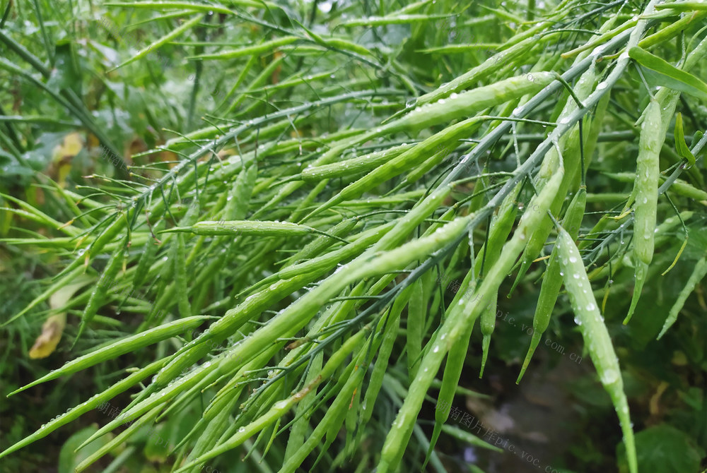 田间 油菜籽