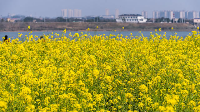 湘江  长沙 鹅洲岛  油菜花海 春游