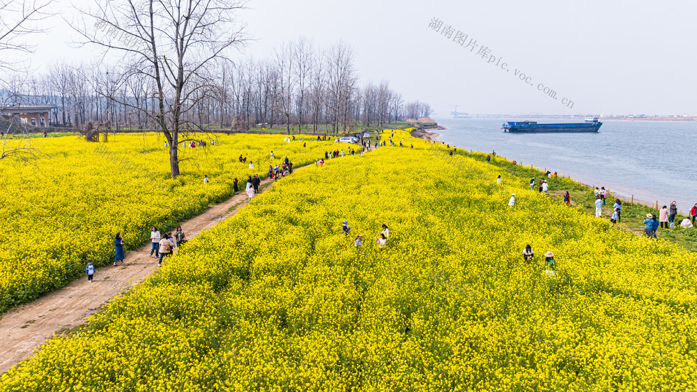 湘江  长沙 鹅洲岛  油菜花海 春游