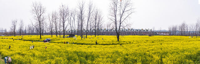 湘江  长沙 鹅洲岛  油菜花海 春游