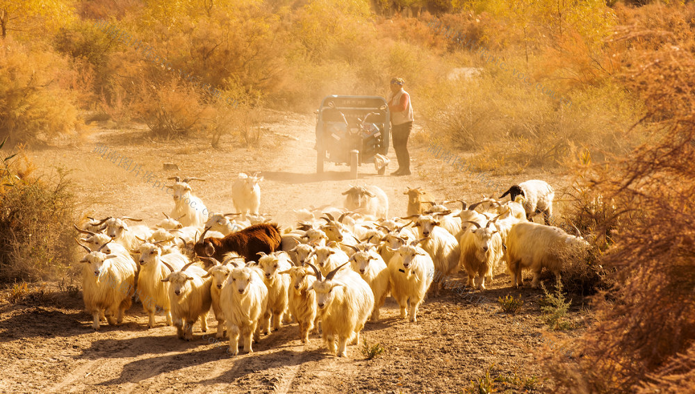 新疆     自然   牧羊