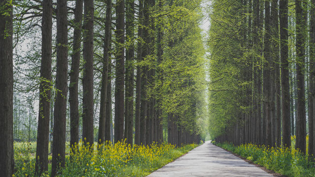 农村  道路  新貌