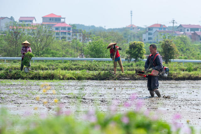 湖南娄底 栽秧 农民 雨后