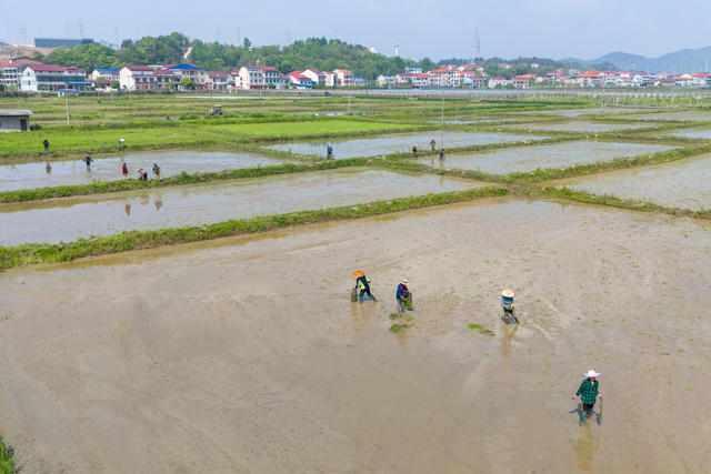 湖南娄底 栽秧 农民 雨后